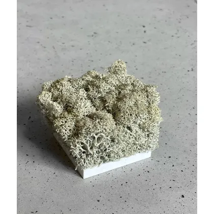 Zdjęcie Wzornik Chrobotek, mech reniferowy islandzki (000 naturalny) - basic