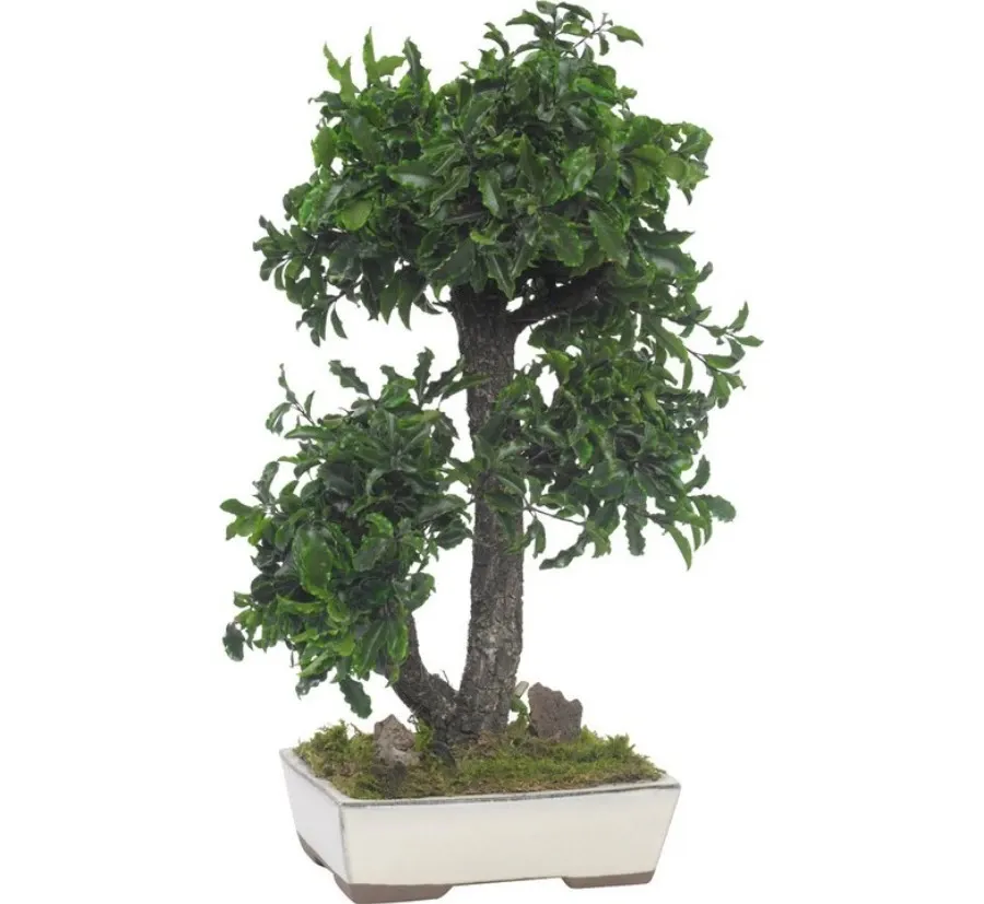 obrazek 4 Dekoracyjne Bonsai z konserwowanego pitosporum