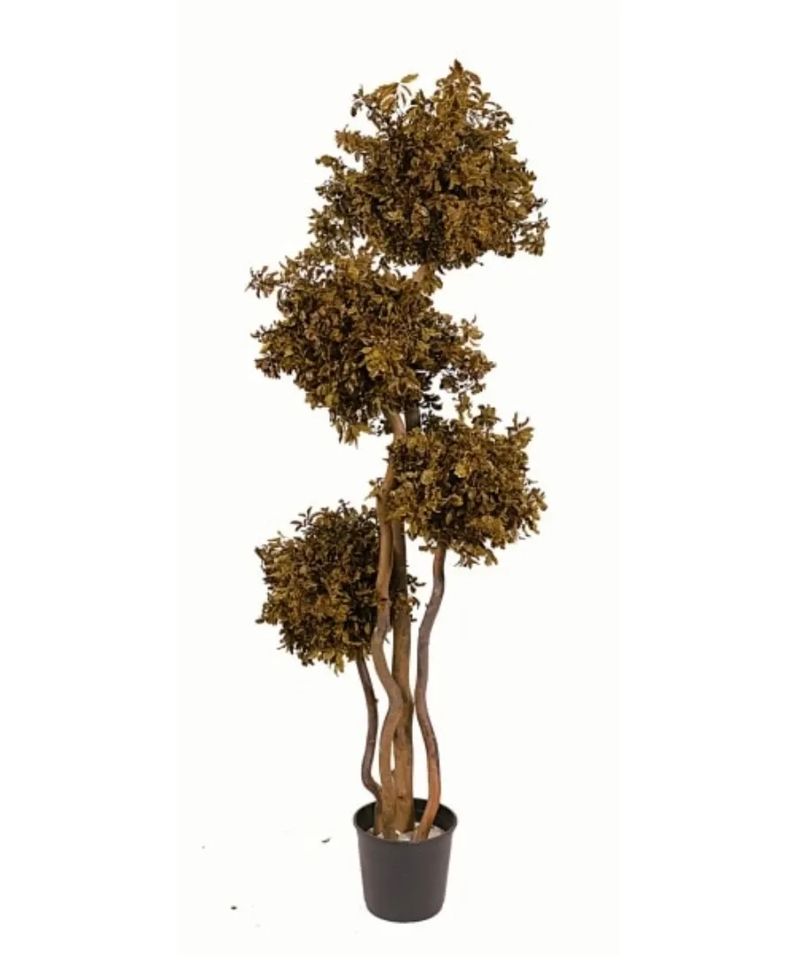 obrazek 3 Drzewko pittosporum formowane w cztery kule - stabilizowane