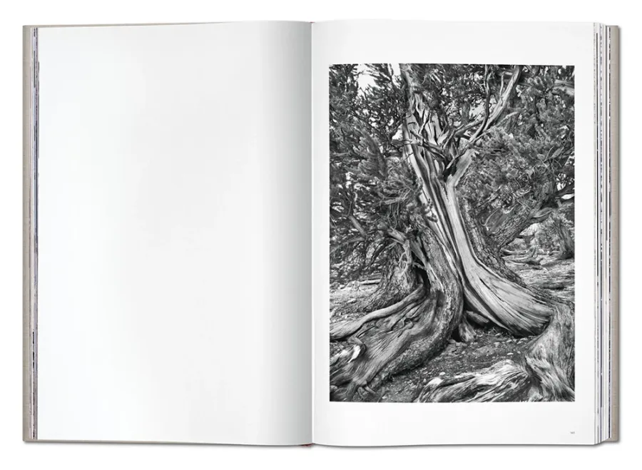 obrazek 9 Książka Sebastião Salgado. GENESIS - Taschen