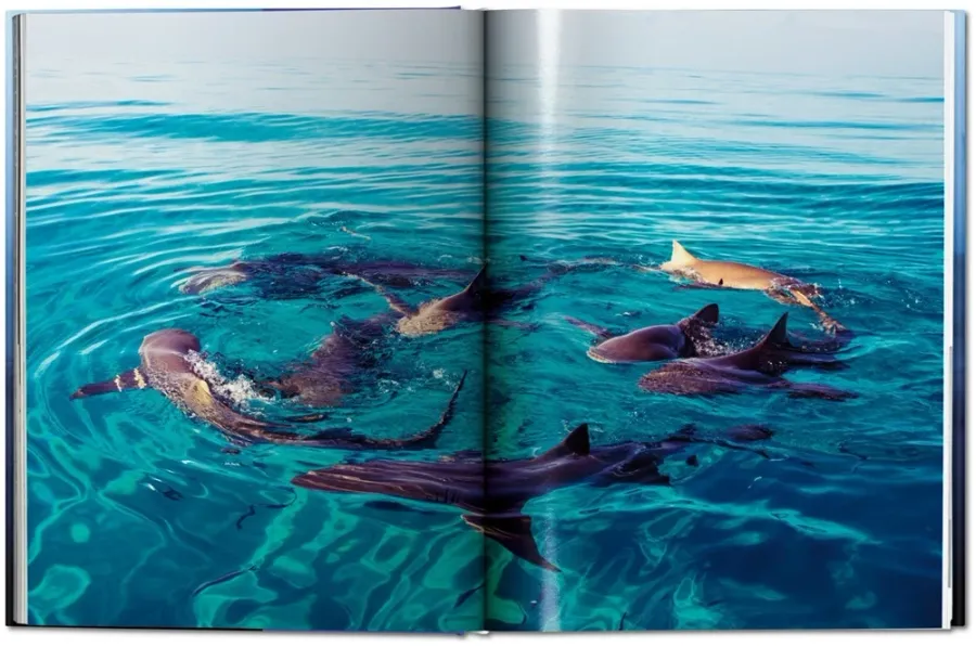 obrazek 6 Książka Michael Muller. Sharks. Face-to-Face with the Ocean’s Endangered Predator - Taschen