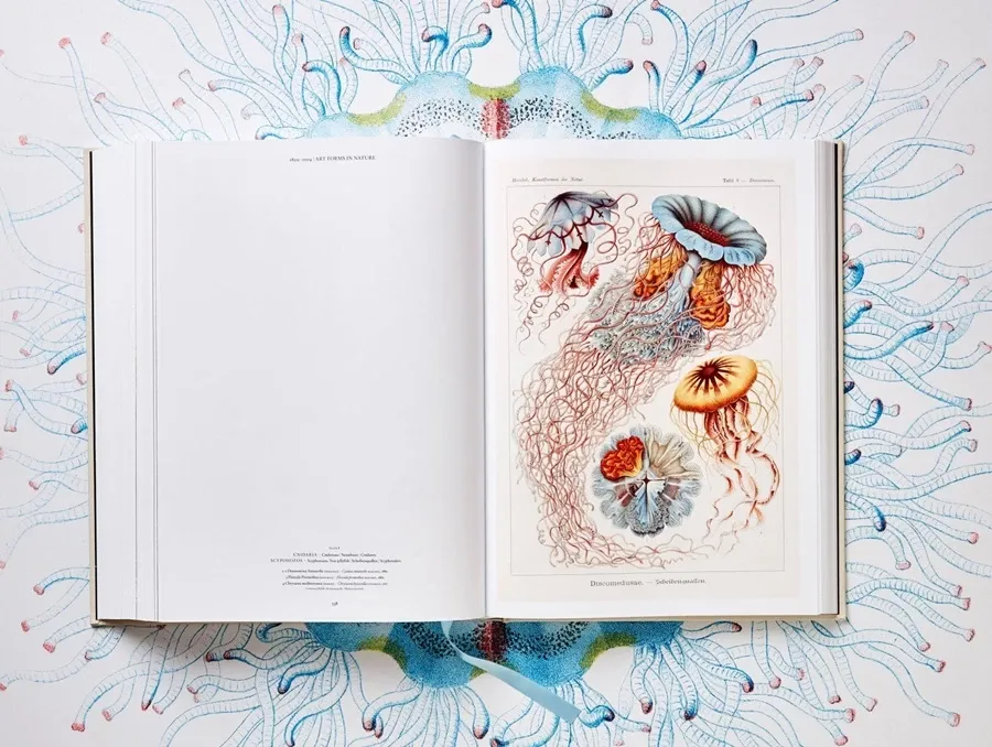 obrazek 14 Książka Sztuka i nauka Ernsta Haeckla - Taschen