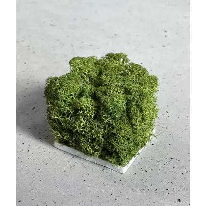 Zdjęcie Wzornik Chrobotek, mech reniferowy islandzki (005 leśna zieleń) - basic