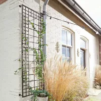 Zdjęcie Treliaż Sulfolk