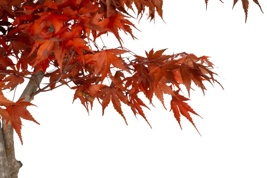 obrazek 8 Stabilizowane Bonsai z klonu japońskiego – stylowa dekoracja