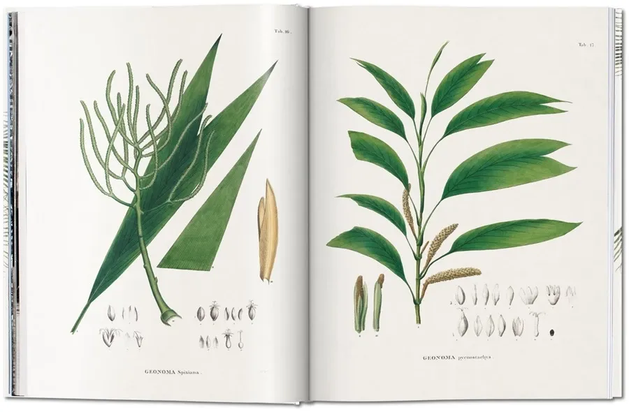 obrazek 8 Książka von Martius. Księga Palm - Taschen
