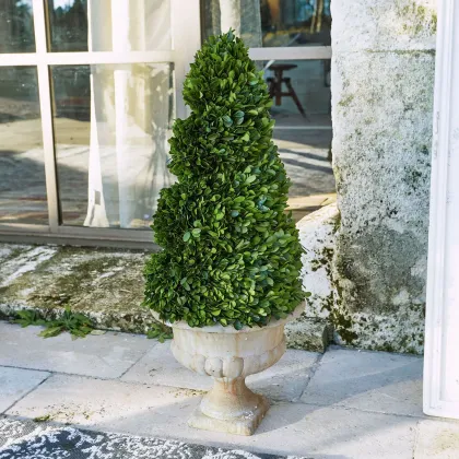 Zdjęcie Drzewko dekoracyjne Humbria