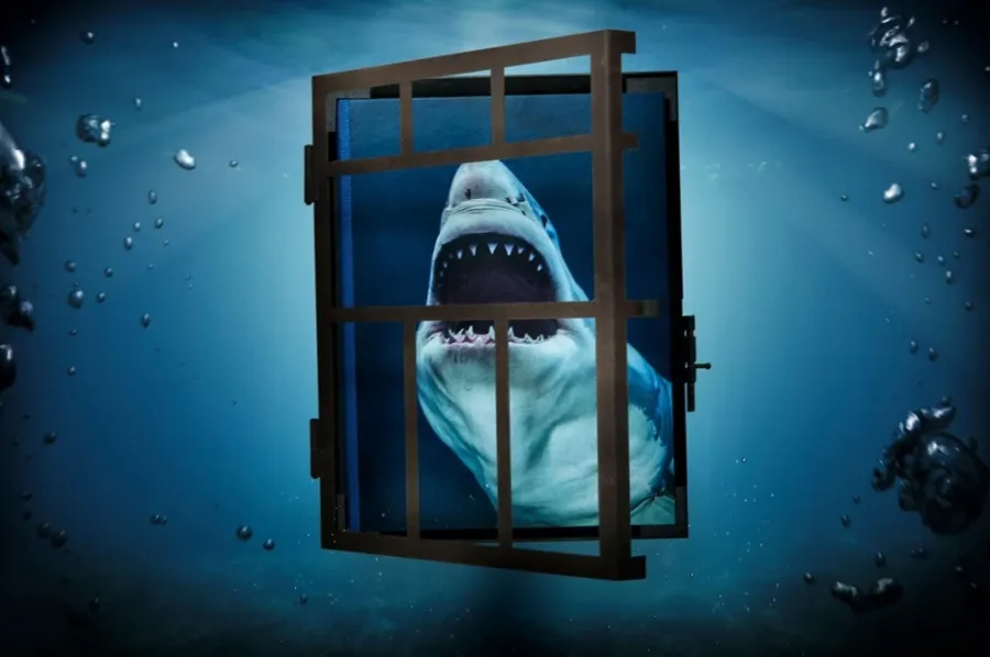 obrazek 16 Książka Michael Muller. Sharks - Taschen