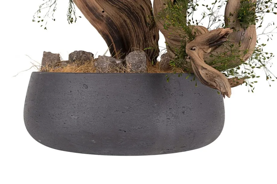 obrazek 9 Wyjątkowa dekoracja - stabilizowane kalifornijskie drzewko Bonsai