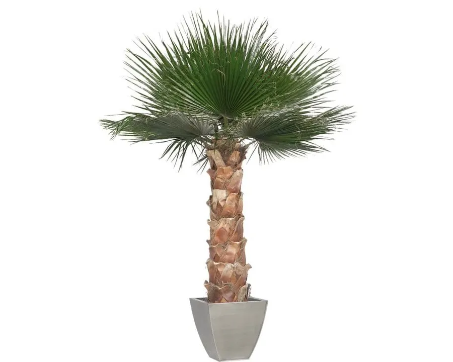 obrazek 3 Dekoracja – ustabilizowana palma Washingtonia