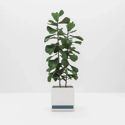 Picture A tasteful flower pot for the office - Prof