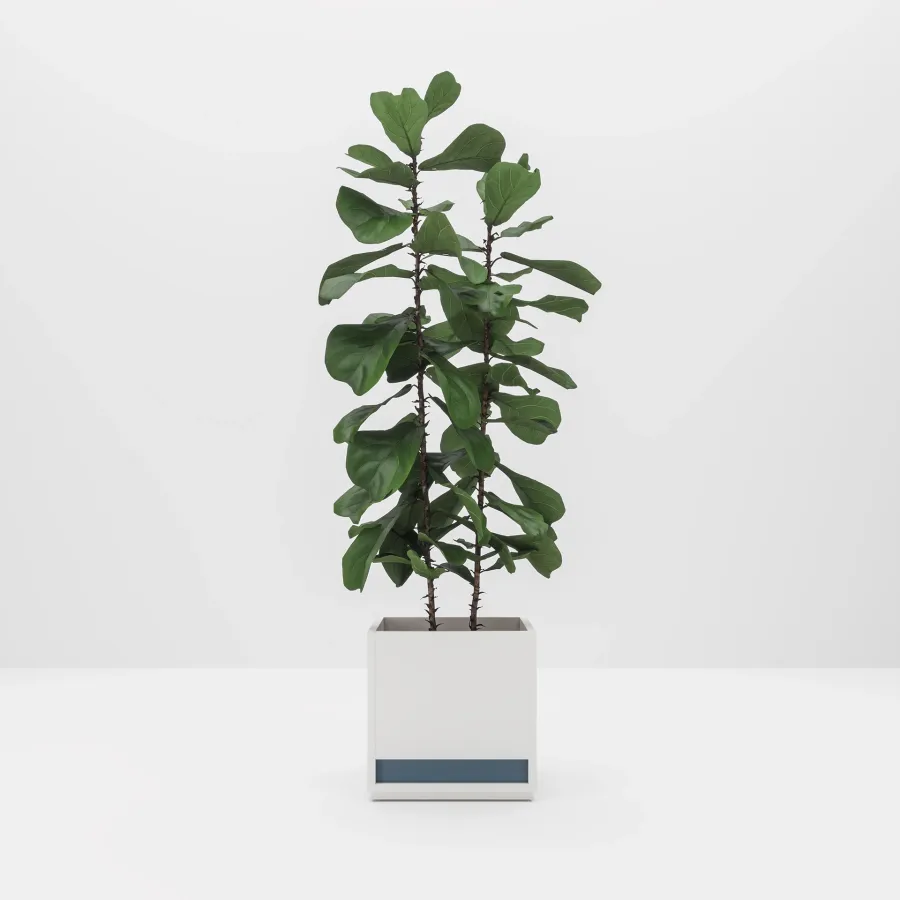 obrazek 1 Gustowna donica do gabinetu - Prof