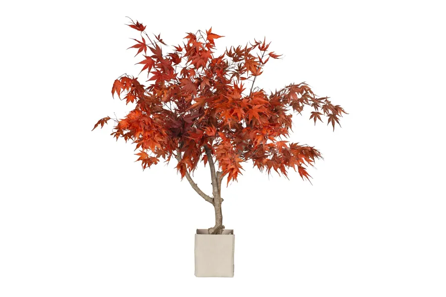 obrazek 6 Stabilizowane Bonsai z klonu japońskiego – stylowa dekoracja