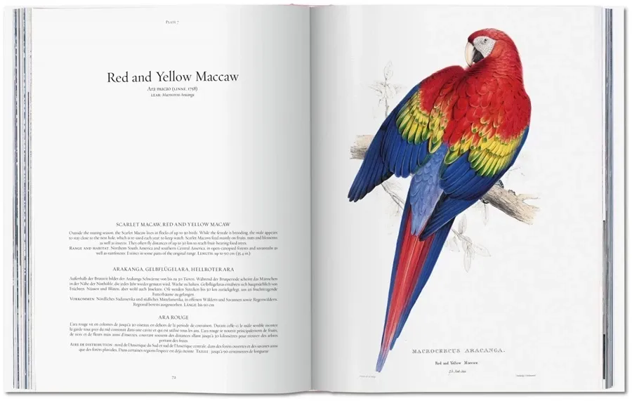obrazek 3 Książka Edward Lear. Papugi - Taschen