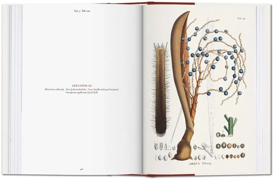obrazek 2 Książka Martius. Księga Palm - Taschen