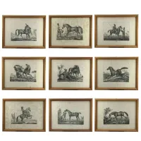 Zdjęcie Niesamowite europejskie rasy koni ujęte na dziewięciu litografiach - 1822 Giarre Luigi