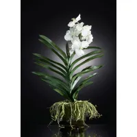 Picture Elite glass vase with a white orchid for the table