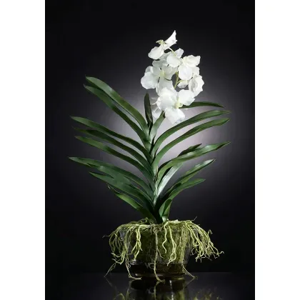 Picture Elite glass vase with a white orchid for the table