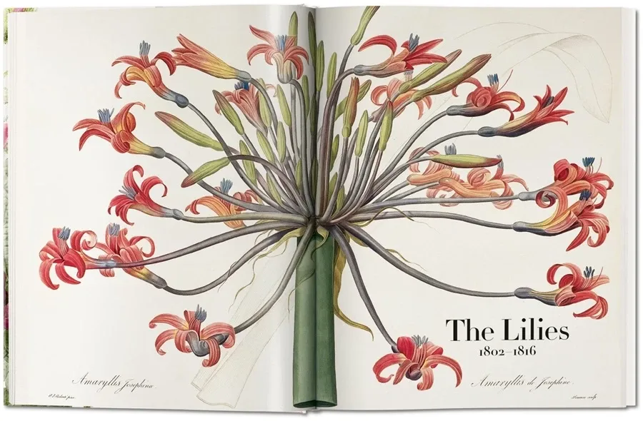 obrazek 3 Książka Redouté. The Book of Flowers - Taschen