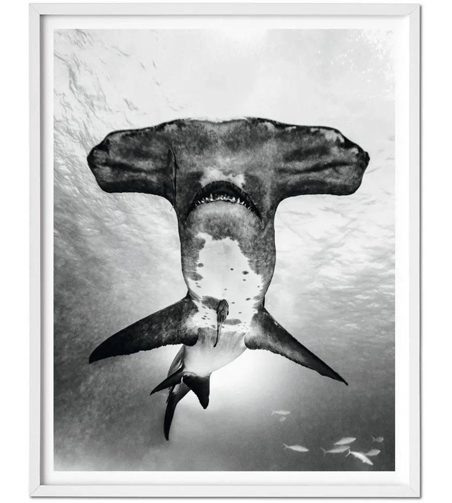 obrazek 2 Książka Michael Muller. Sharks, Art Edition No. 101–200 ‘Under Study’ - Taschen