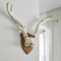 Zdjęcie Poroże dekoracyjne Talim