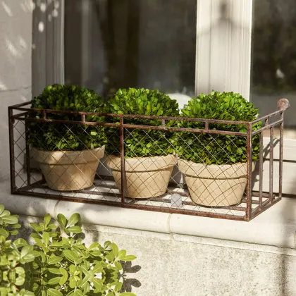 Zdjęcie Dekoracyjna roślina doniczkowa Pierry