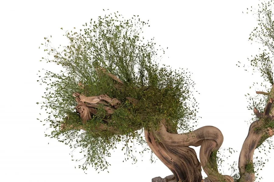 obrazek 8 Wyjątkowa dekoracja - stabilizowane kalifornijskie drzewko Bonsai