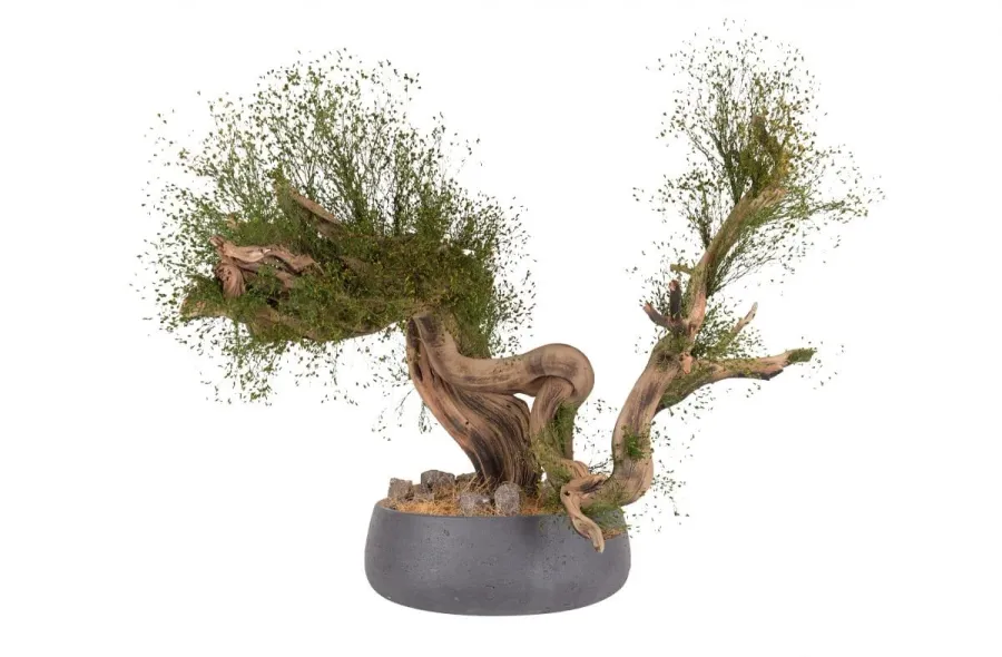 obrazek 2 Wyjątkowa dekoracja - stabilizowane kalifornijskie drzewko Bonsai