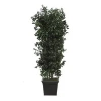Zdjęcie Drzewko pittosporum do wnętrz