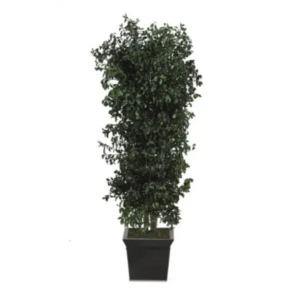 Zdjęcie Drzewko pittosporum do wnętrz