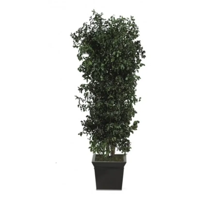 obrazek 1 Drzewko pittosporum do wnętrz
