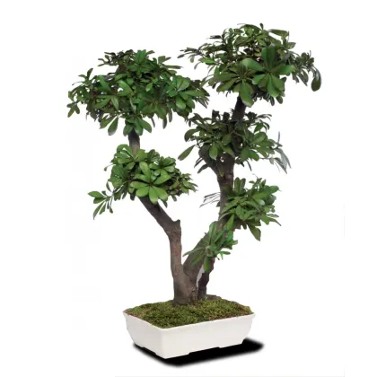 Zdjęcie Dekoracyjne Bonsai ze stabilizowanej tobiry