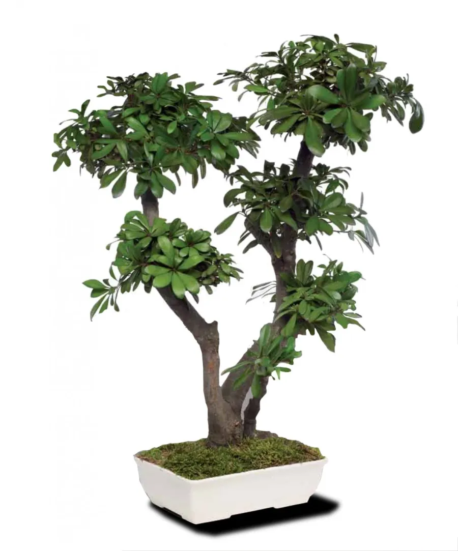 obrazek 1 Dekoracyjne Bonsai ze stabilizowanej tobiry