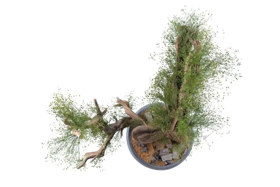 obrazek 11 Wyjątkowa dekoracja - stabilizowane kalifornijskie drzewko Bonsai