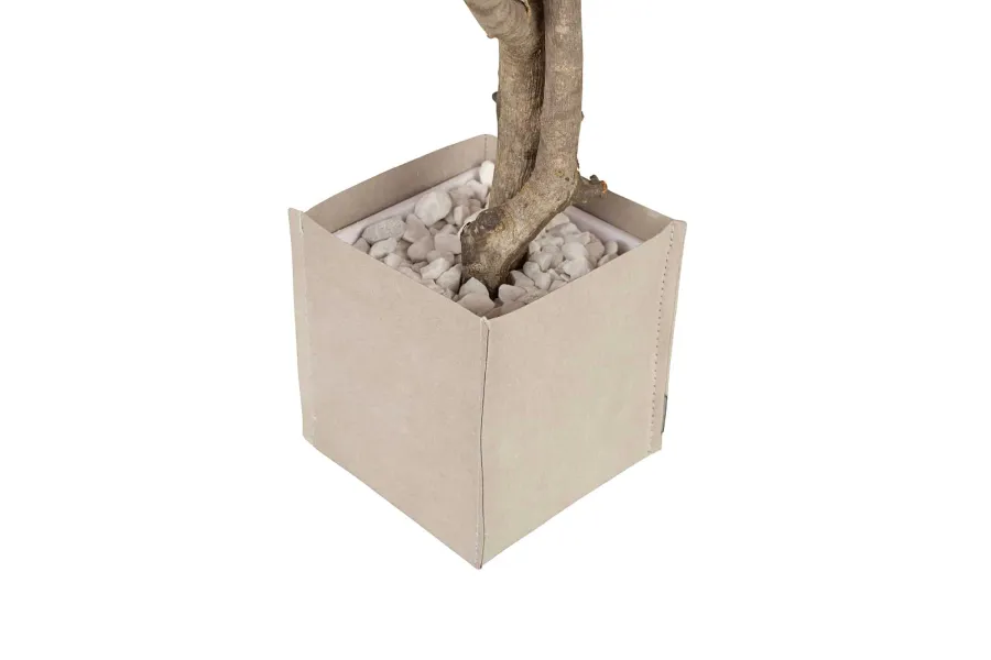 obrazek 9 Stabilizowane Bonsai z klonu japońskiego – stylowa dekoracja