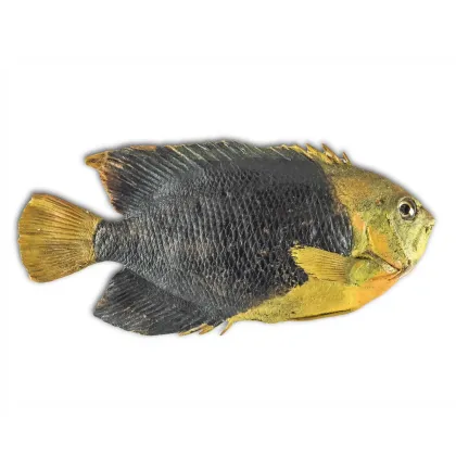 Zdjęcie Wzór tropikalnej ryby - osadzony na drewnie i wyściełany watą do prezentacji