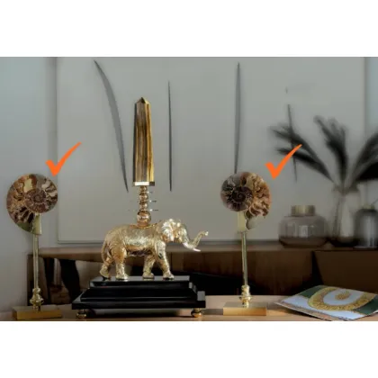 Zdjęcie Szykowna para amonitów