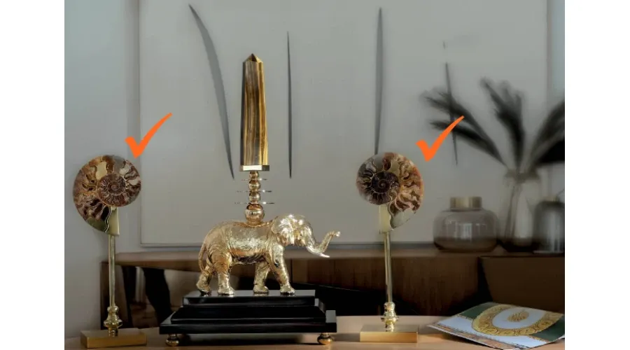 obrazek 1 Szykowna para amonitów