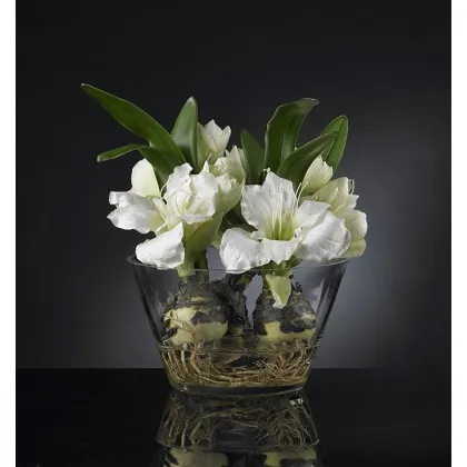Picture A luxurious arrangement with a root in a vase on a chest of drawers