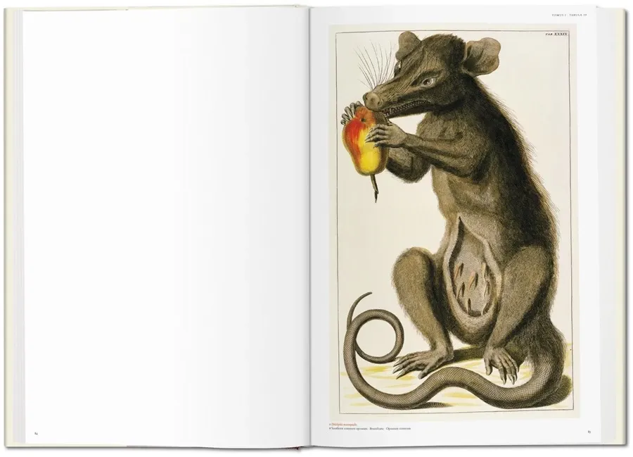obrazek 3 Książka Albertus Seba. Cabinet of Natural Curiosities - Taschen