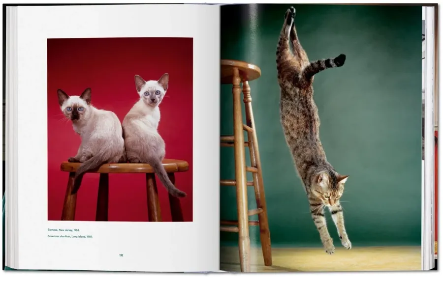 obrazek 6 Książka Walter Chandoha. Cats. Photographs 1942–2018 - Taschen