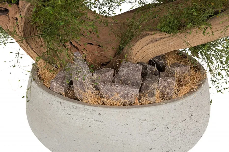 obrazek 3 Wyjątkowa dekoracja - stabilizowane kalifornijskie drzewko Bonsai