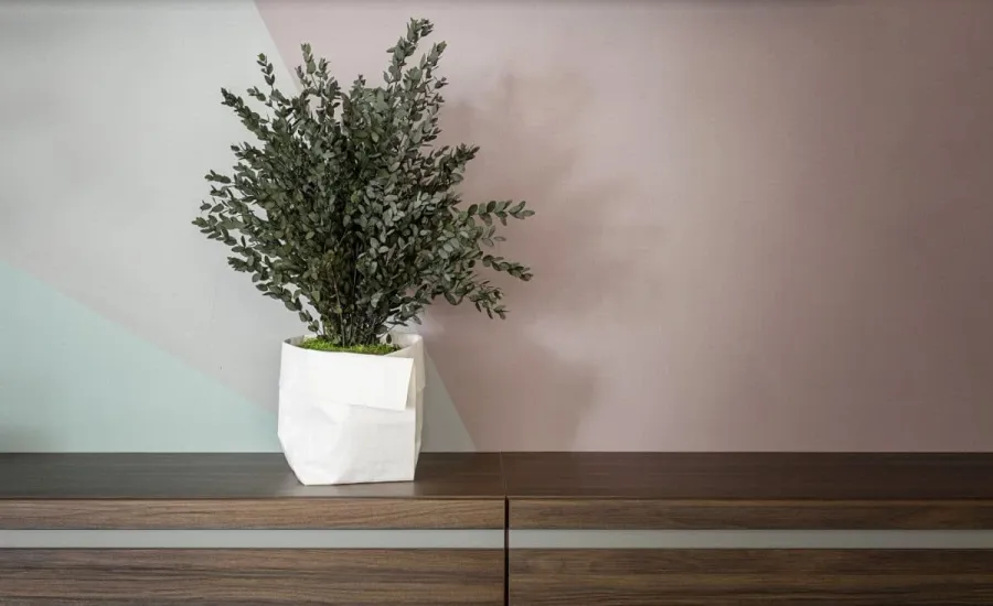 obrazek 3 Topiaria z ustabilizowanego eukaliptusa parvifolia