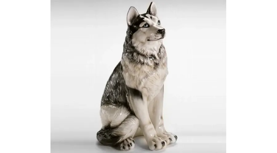 Elegancki Siberian Husky