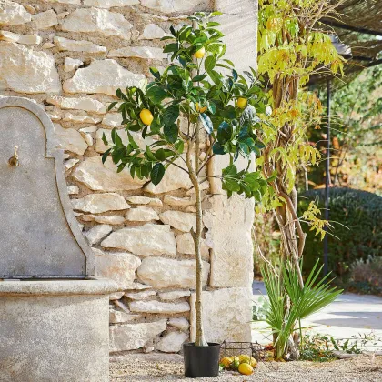 Zdjęcie Drzewko dekoracyjne Darfield