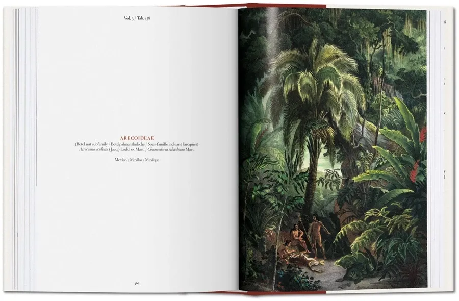 obrazek 7 Książka Martius. Księga Palm - Taschen
