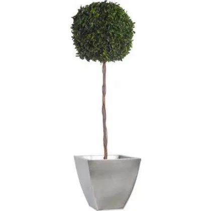 Zdjęcie Wysoka topiaria z ustabilizowanego pitosporum