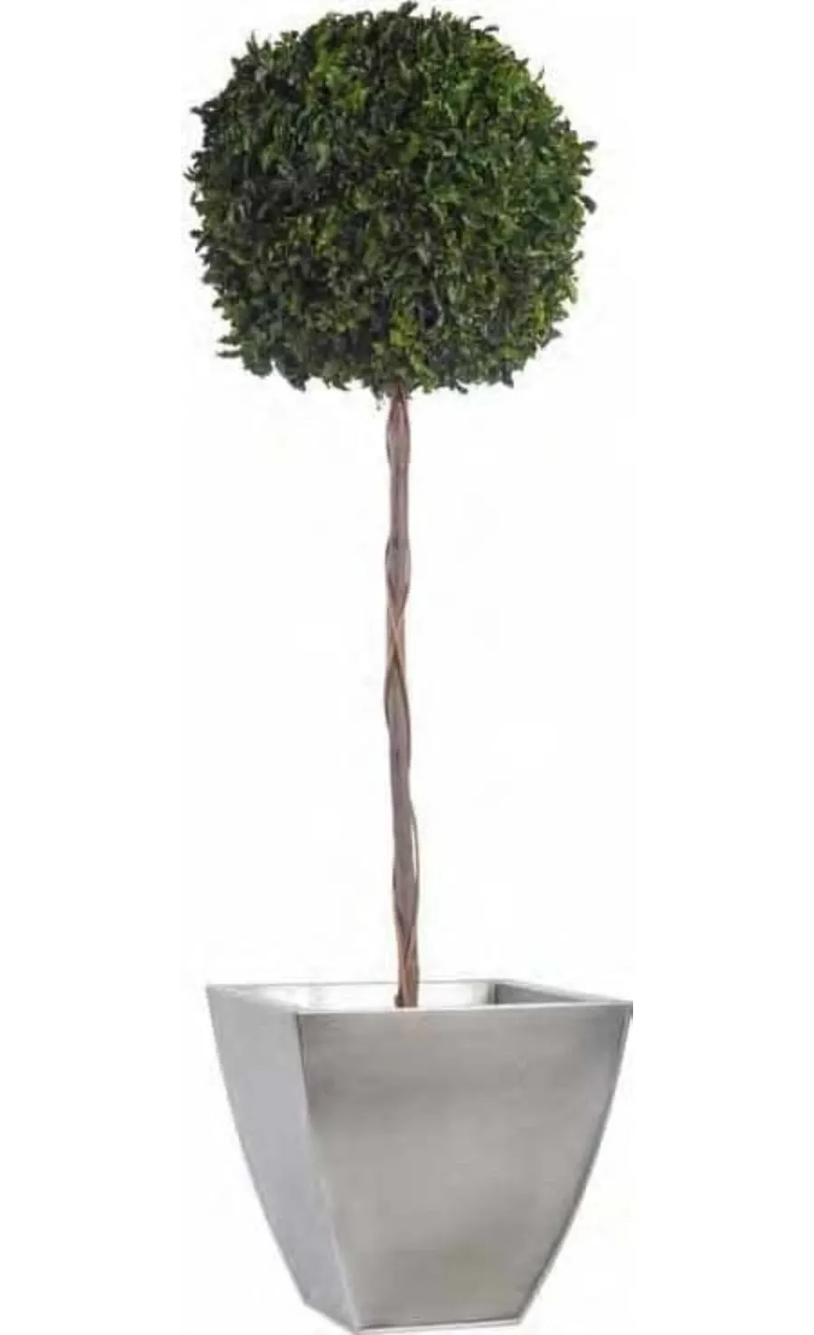 obrazek 1 Wysoka topiaria z ustabilizowanego pitosporum