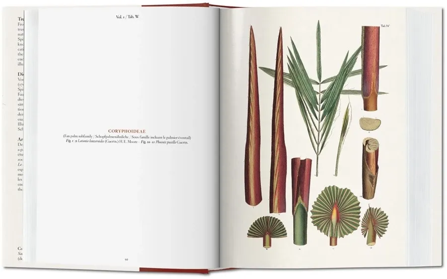 obrazek 4 Książka Martius. Księga Palm - Taschen