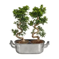 Picture Elegant pewter flower pot - Cosi Tabellini